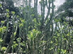 -中国科学院西双版纳热带植物园