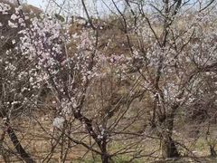 -梨木台悦来客农家院