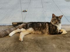 -瞄一喵猫咖(格力海岸店)