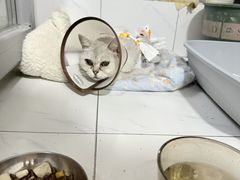 -半岛宠物医院24小时(西派城店)