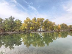 -金塔沙漠胡杨林景区