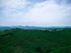 -龙坞茶村