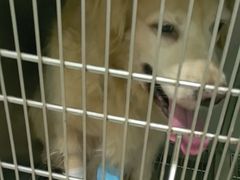 -佳雯宠物医院·皮肤科·内外科(春晓路分院)