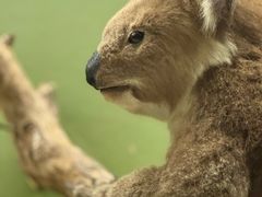 -国家自然博物馆