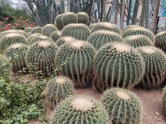 -石家庄市植物园