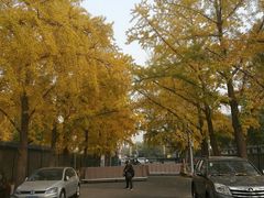 -三里屯东五街银杏大道