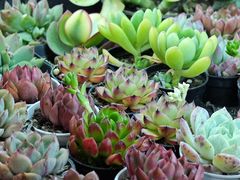 -花鸟鱼虫鲜花绿植市场(玉泉路店)