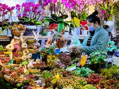 -朝来春花卉市场