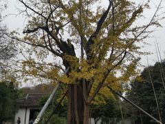 -上海佘山国家森林公园天马山园