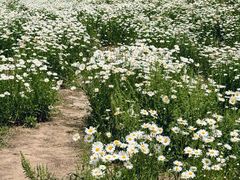 -汉长安城未央宫国家考古遗址公园