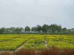 -西青郊野公园