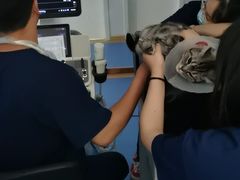 -天使宠物医院·犬猫分诊(彩虹店)