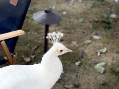 -J Create城市露营咖啡·简餐·宠物(上海动物园店)