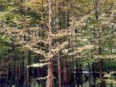 -桤木河湿地公园