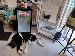 -平行世界·猫咖(首经贸店)