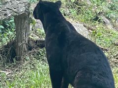 -清迈夜间动物园