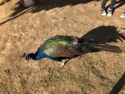 -萌宠亲子动物乐园(槐房万达店)