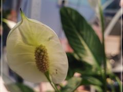 -花心思鲜花店(武昌徐东店)