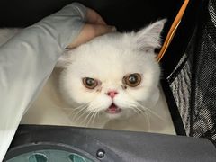 -爱侣宠医·鹦鹉专科·小型哺乳类·异宠专科(灵石路店)