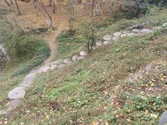-千年银杏谷文化旅游区