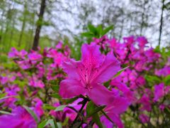 -上海共青森林公园