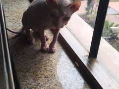 -more than meow吴止猫主题餐厅(承德 中船汇店)