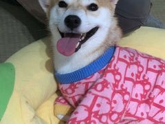 -逗柴咖啡屋·狗咖猫咖宠物桌游