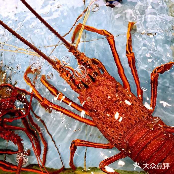 辉记潮州海鲜砂锅粥(珠江新城店)大生蚝图片