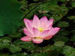 -荔湾湖公园