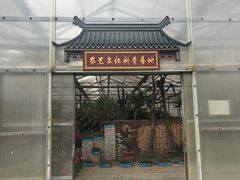 -上海都市菜园