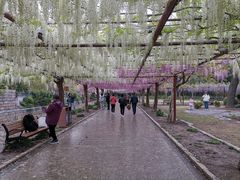 -嘉定紫藤园