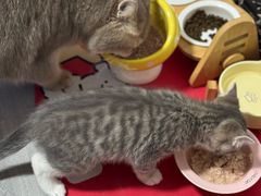 -贝康宠物医院·犬猫全科·小动物特色诊疗中心(东环路店)