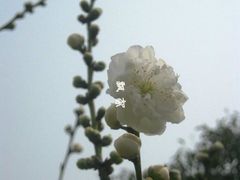 -南汇桃花村
