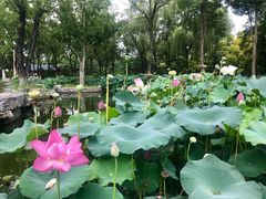 -济南植物园