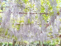 -嘉定紫藤园