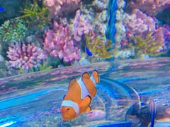 -暹罗海洋世界