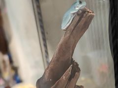 -酷以爬仙阁实体爬宠店·守宫·蜥蜴·专业繁育