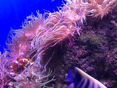 -悉尼海洋生物水族馆