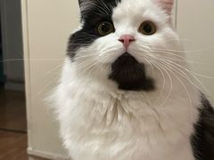 -汪喵宠物医院·骨科心脏影像·犬猫急重症ICU诊疗中心(成华分院)