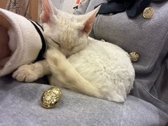 -楼上猫咖(罗湖店)