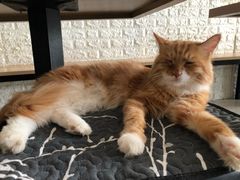 -平行世界·猫咖(首经贸店)