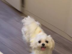 -萌宠之家·腊肠犬·马尔泰·小体犬舍