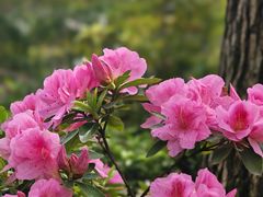 -上海滨江森林公园