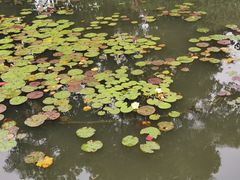 -西湖外事游船(花港观鱼码头)