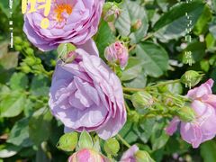 -苏州太湖西山岛开心农场