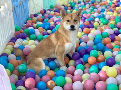 -汪说喵讲宠物乐园宠物酒店(红星美凯龙店)