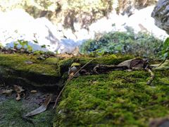-石台牯牛降景区