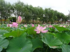 -北纬44度·金珠花海休闲农业旅游景区