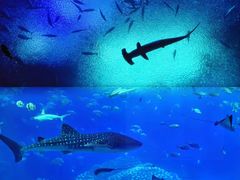 -珠海长隆海洋王国