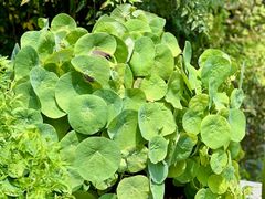 -广州神农草堂中医药博物馆
